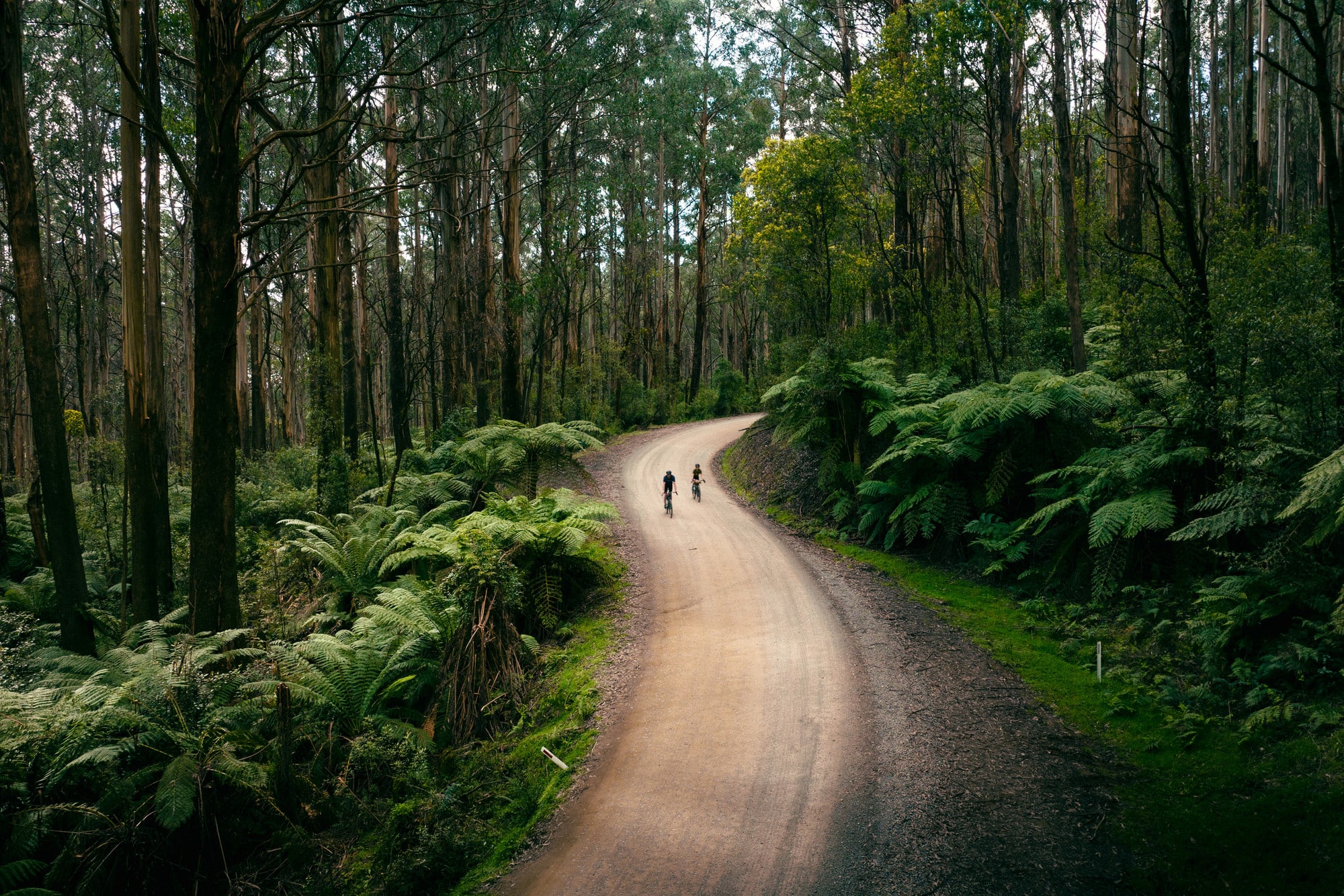 Cyclists rolling past tall trees and ferns in Kinglake